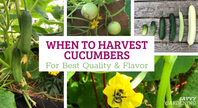 When to harvest cucumbers