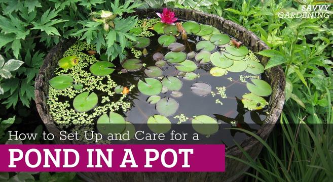 How to grow a pond in a pot