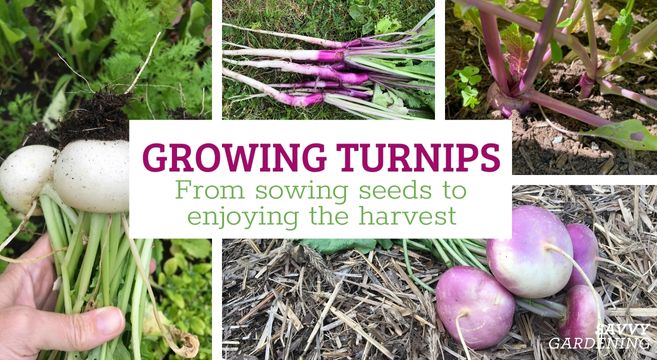 Growing turnips: How to sow turnip seeds and enjoy the harvest