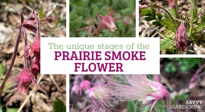 the various stages of a prairie smoke flower from bud to bloom to seed head