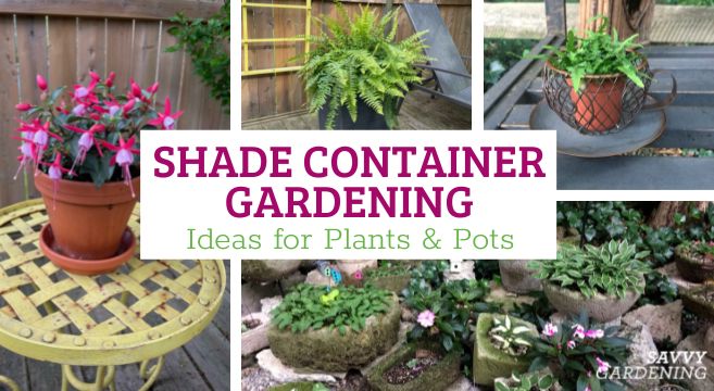 Shade plants container