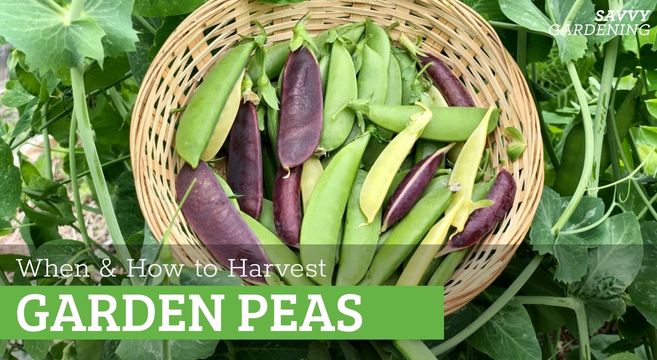 when to harvest peas