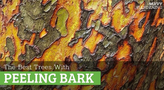 The best trees that have peeling bark