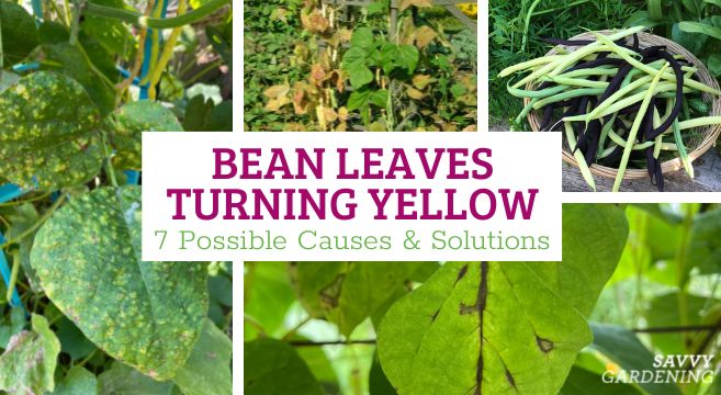 green bean leaves turning yellow
