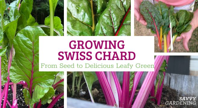 growing Swiss chard from seed to harvest