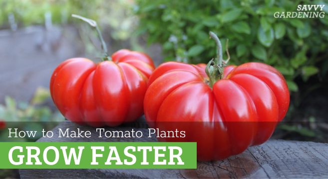How to make tomato plants grow faster