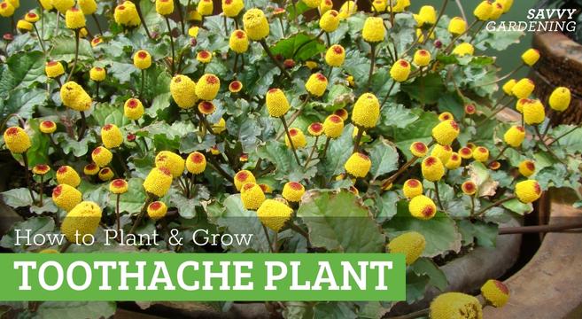How to grow the toothache plant