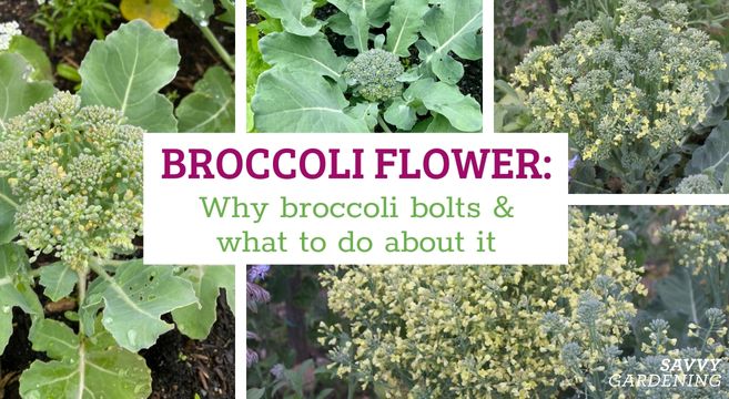 broccoli flower