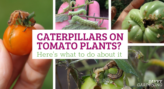 What to do about caterpillars on tomato plants