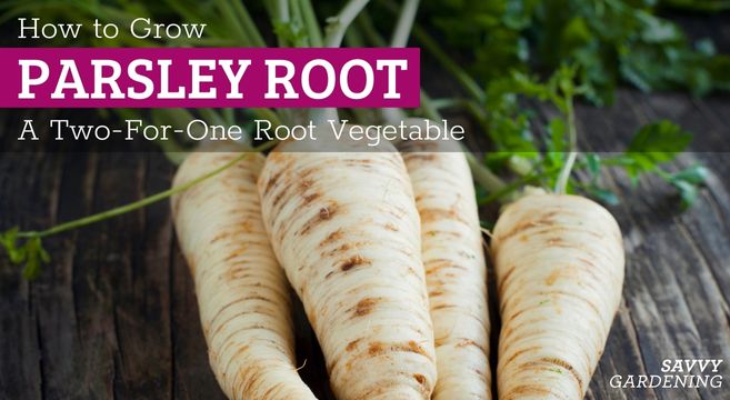 how to grow parsley root