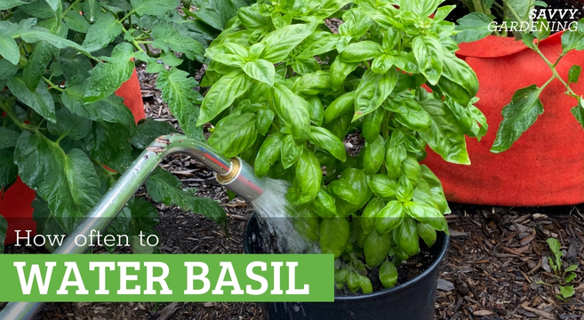 Tips for watering basil