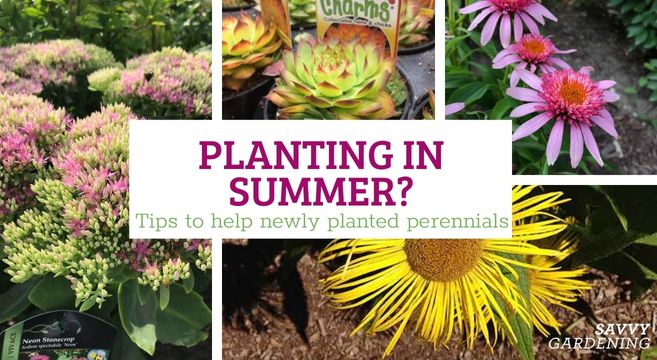 Planting in summer? Tips to help new perennials flourish