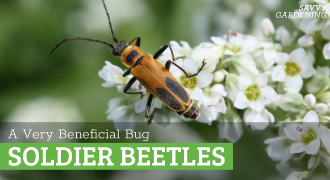 Why the soldier beetle is good for the garden