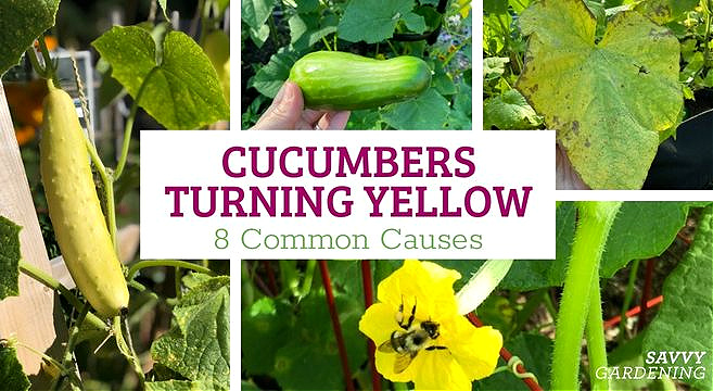 yellow cucumber reasons