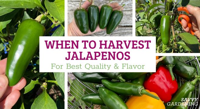 when to harvest jalapenos