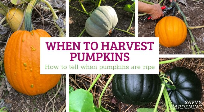 when to harvest pumpkins