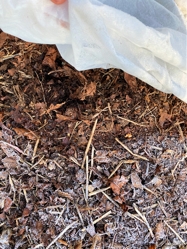 Frost Cloth How To Use Frost Cloth In A Vegetable Garden