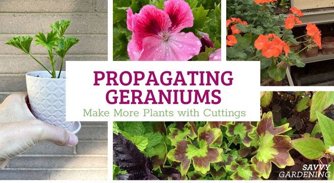 how to propagate geraniums