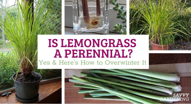 Is lemongrass a perennial? Yes & here's how to overwinter it