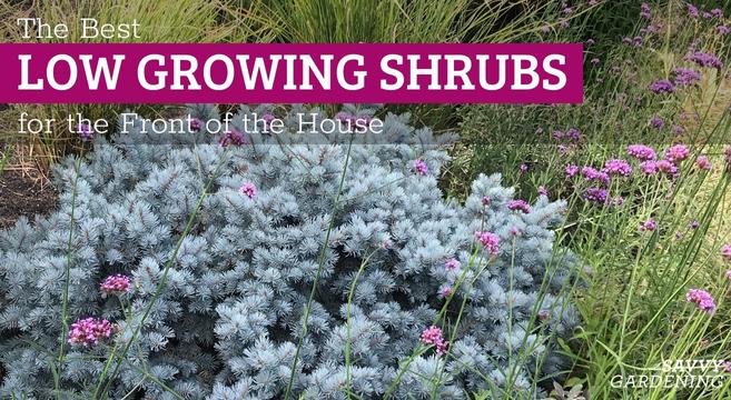 The best low growing shrubs for the front of the house