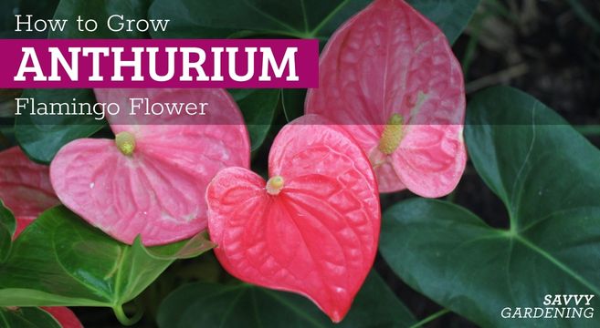 anthurium a growing guide