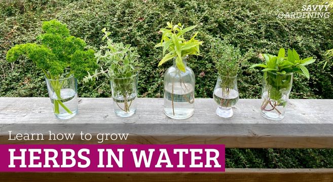 growing herbs in water
