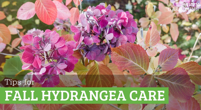 Steps for hydrangea fall care to ensure big blooms