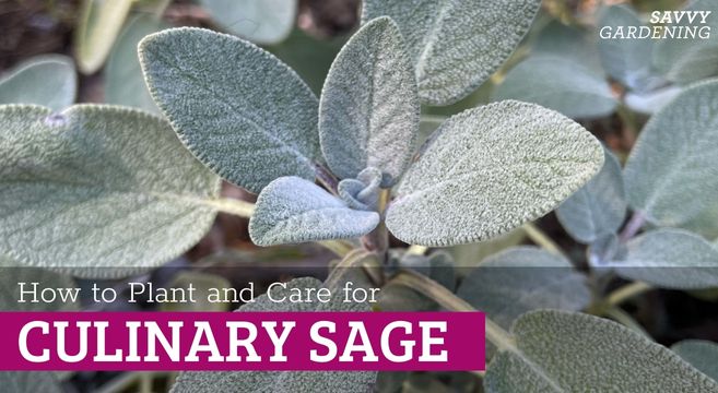 Is sage a perennial? Find out how to care for this hardy herb