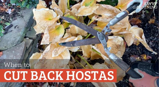 When to cut back hostas for plant health and beauty