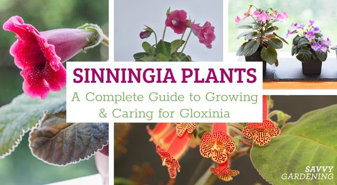 Sinningia growing guide