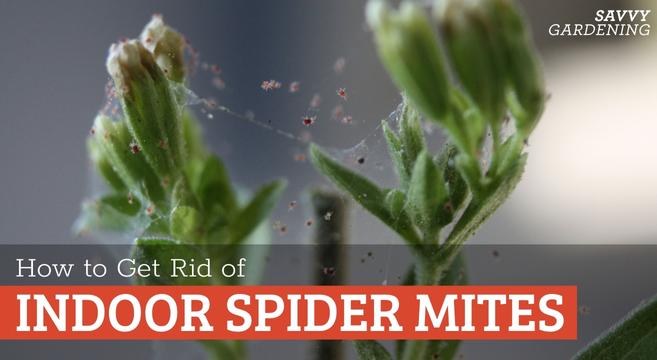 How to get rid of indoor spider mites
