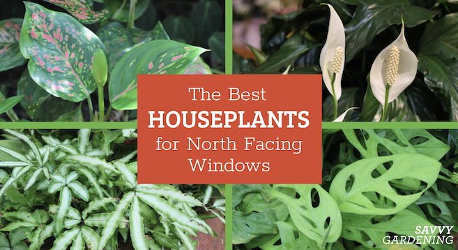 The best houseplants for north-facing windows in your home