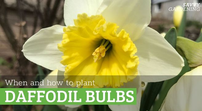 when to plant daffodil bulbs