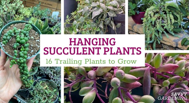 hanging succulent plants