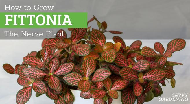 How to grow nerve plants - Fittonia