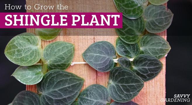 How to grow a shingle plant