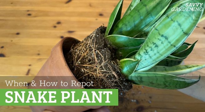 When to repot a snake plant