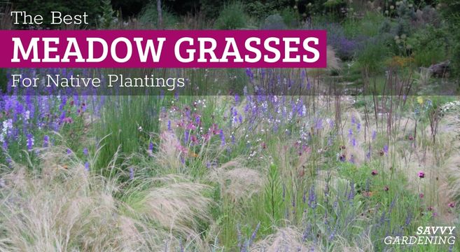 the best meadow grasses for native plantings