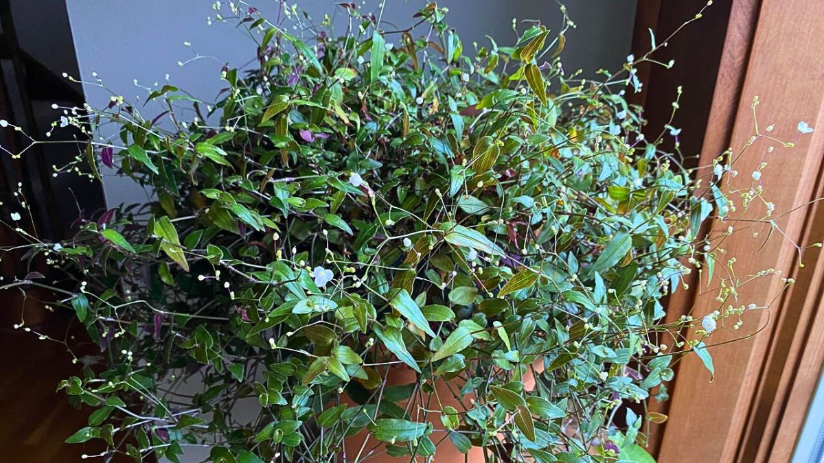 Bridal Veil Plant: How to Grow this Beautiful Flowering Houseplant