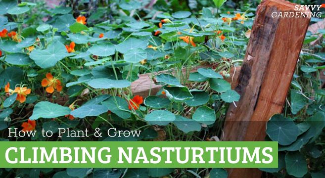 Learn how to grow climbing nasturtium plants