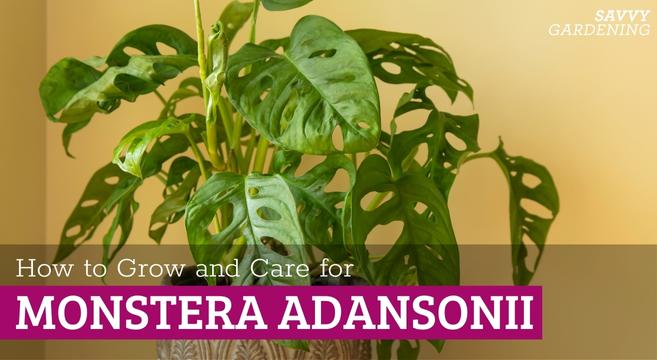 How to grow a Monstera adansonii