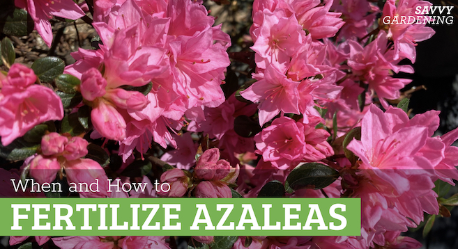 When to fertilize azaleas