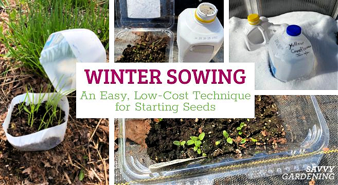 Winter sowing is the easy and low-cost way to start seeds