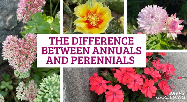 the differences between annual vs perennial plants