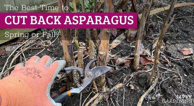 What is the best time to trim asparagus plants back?
