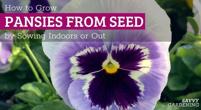 Seeding pansies: How to have more blooms