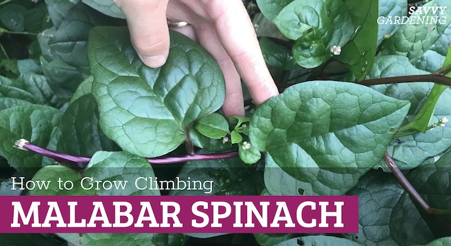 Growing Malabar spinach step by step