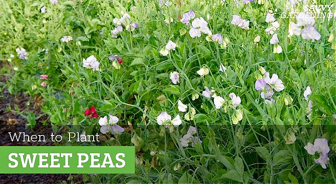 When to plant sweet peas