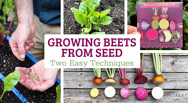 Growing beets from seed
