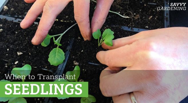 When to transplant seedlings